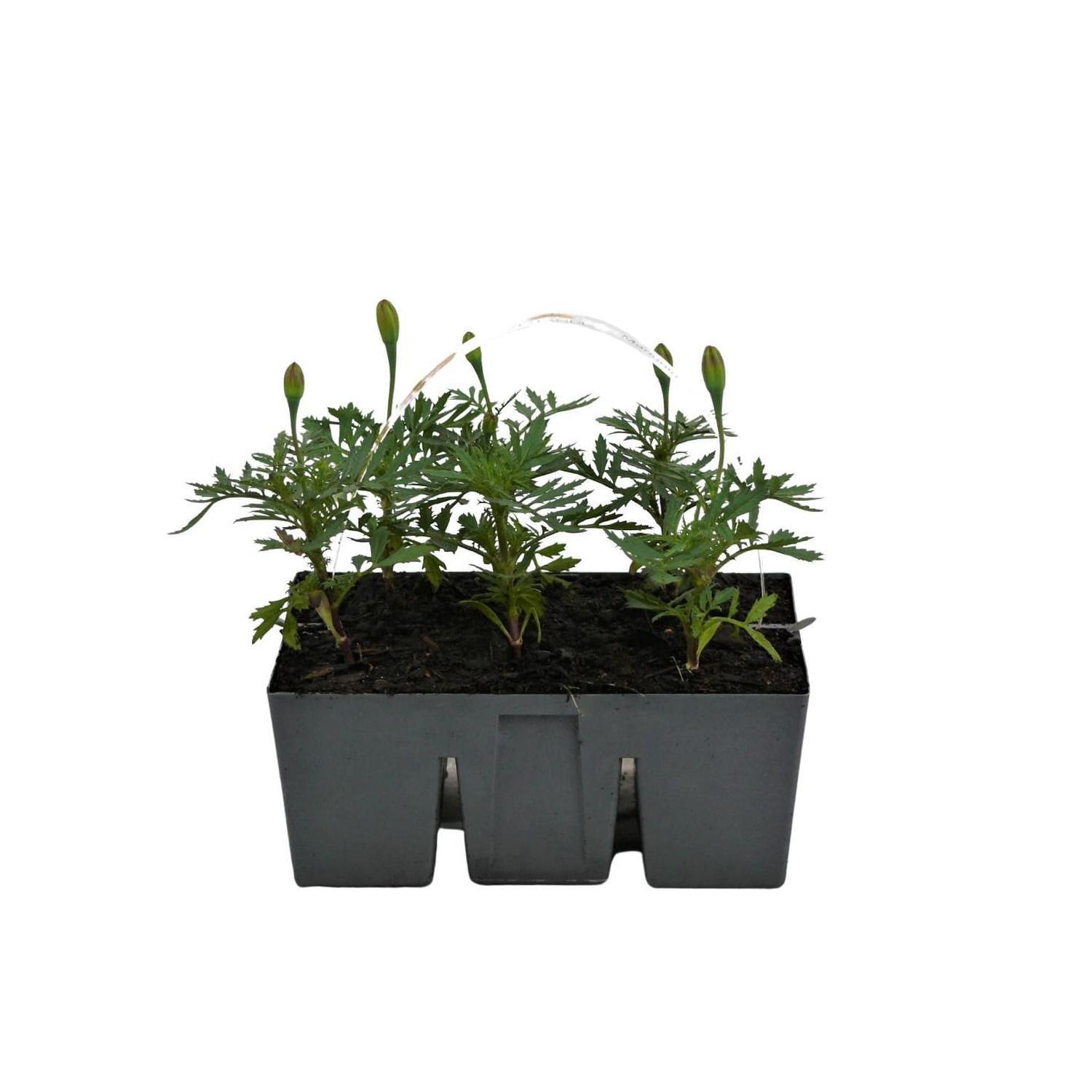Marigold Dwarf