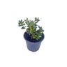Azalea 'miss kint white' 3 Litre
