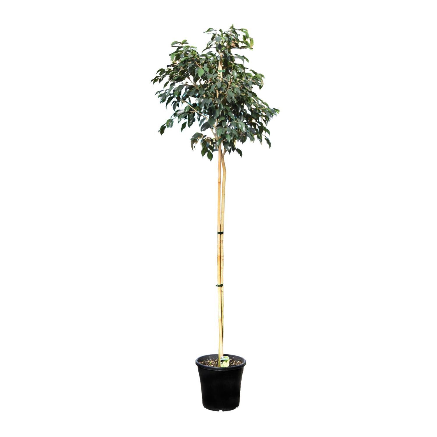 Ficus Standard 25cm