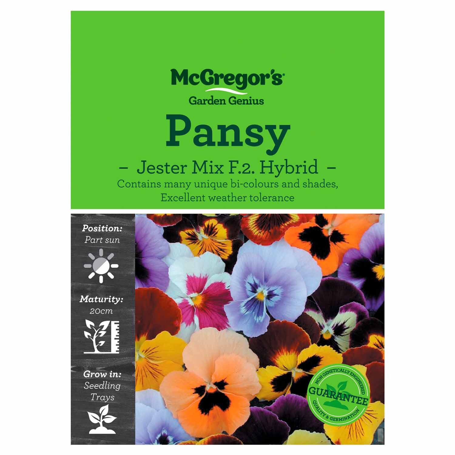 Jester Mix Pansy  Flower Seed