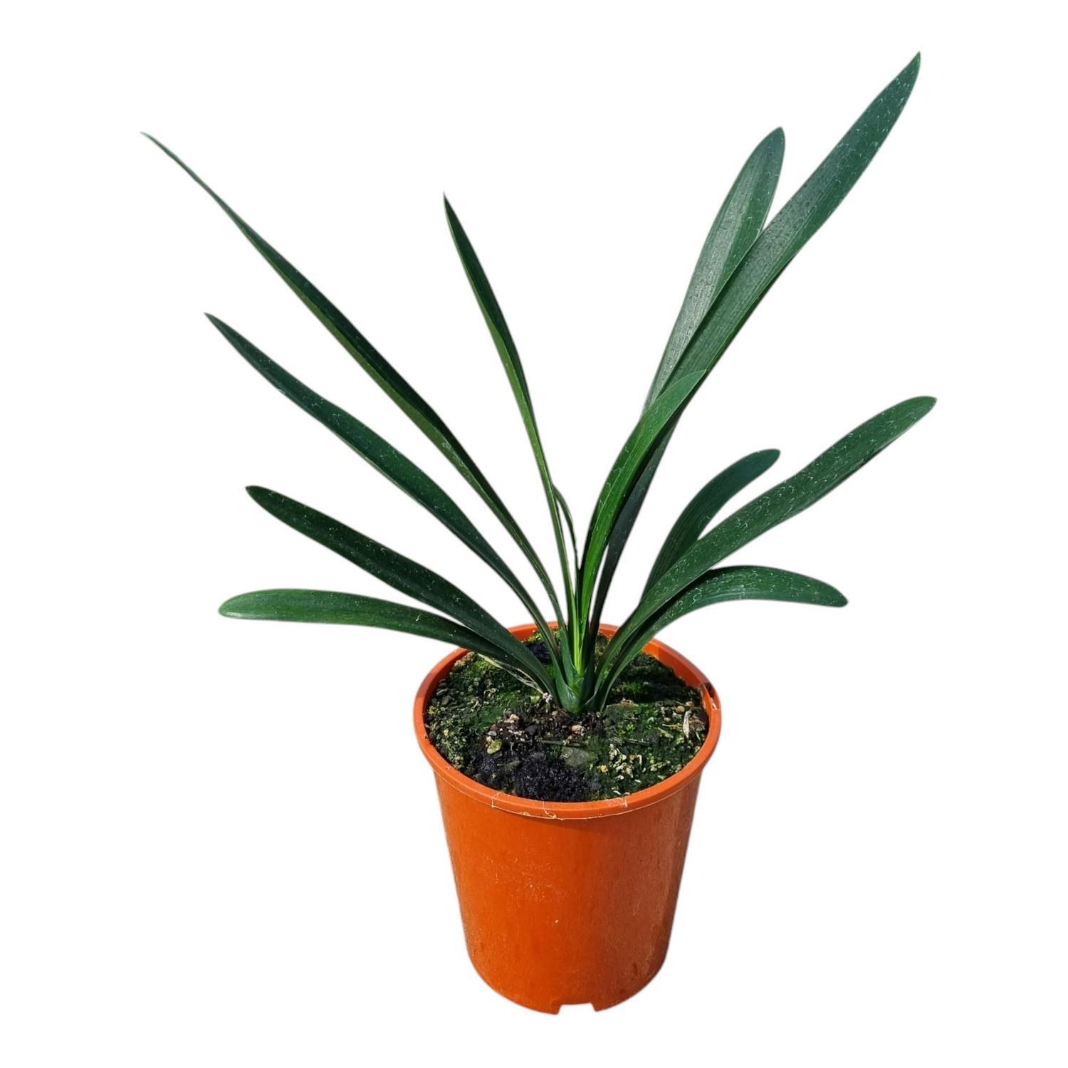 Clivia Santa Barbara 3.3L
