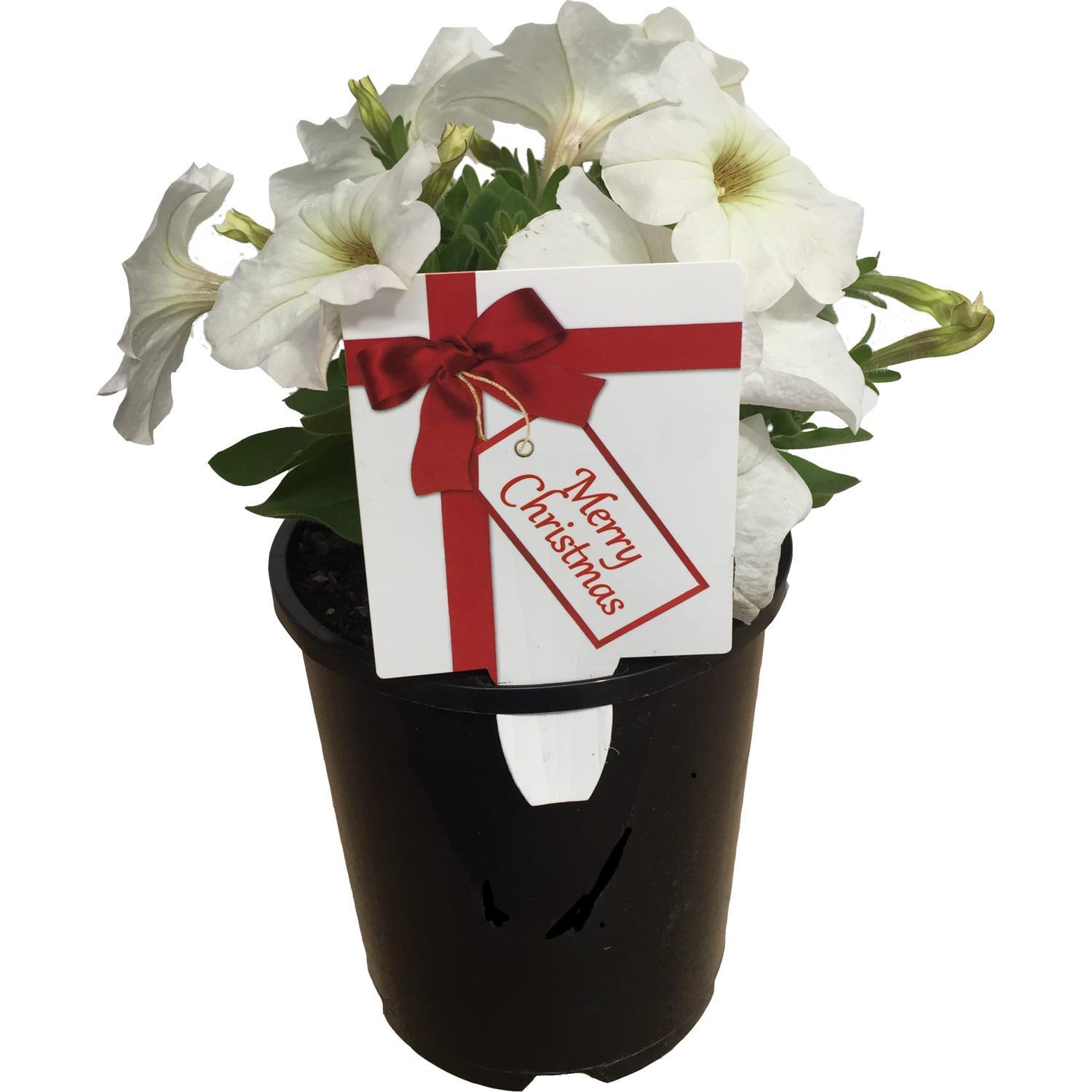 Petunia Red & White Xmas Label