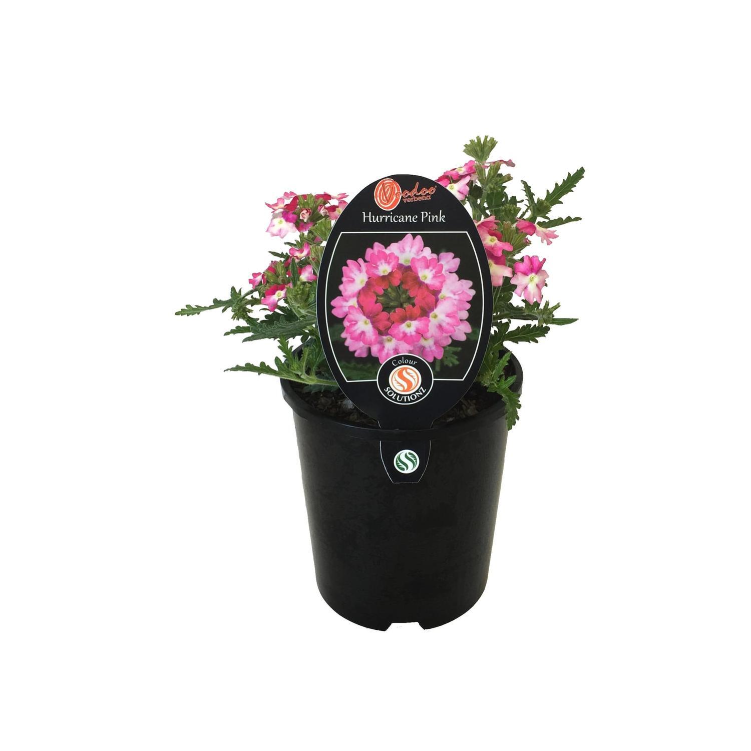 Voodoo Verbena Hurricane Pink