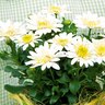 Osteospermum 3d Double Lemon Ice