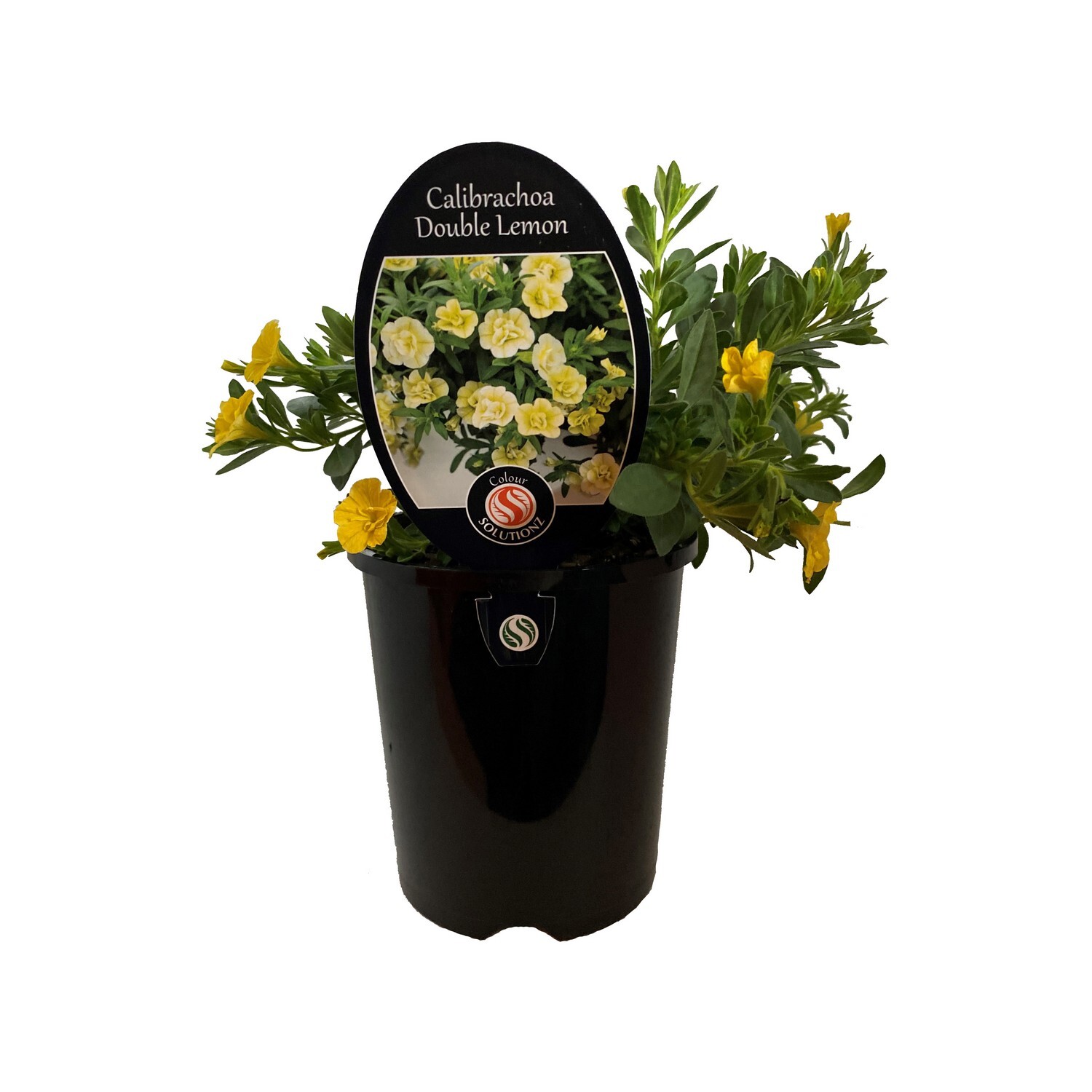 Calibrachoa Double Lemon