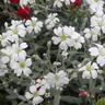 Cerastium Snow In Summer
