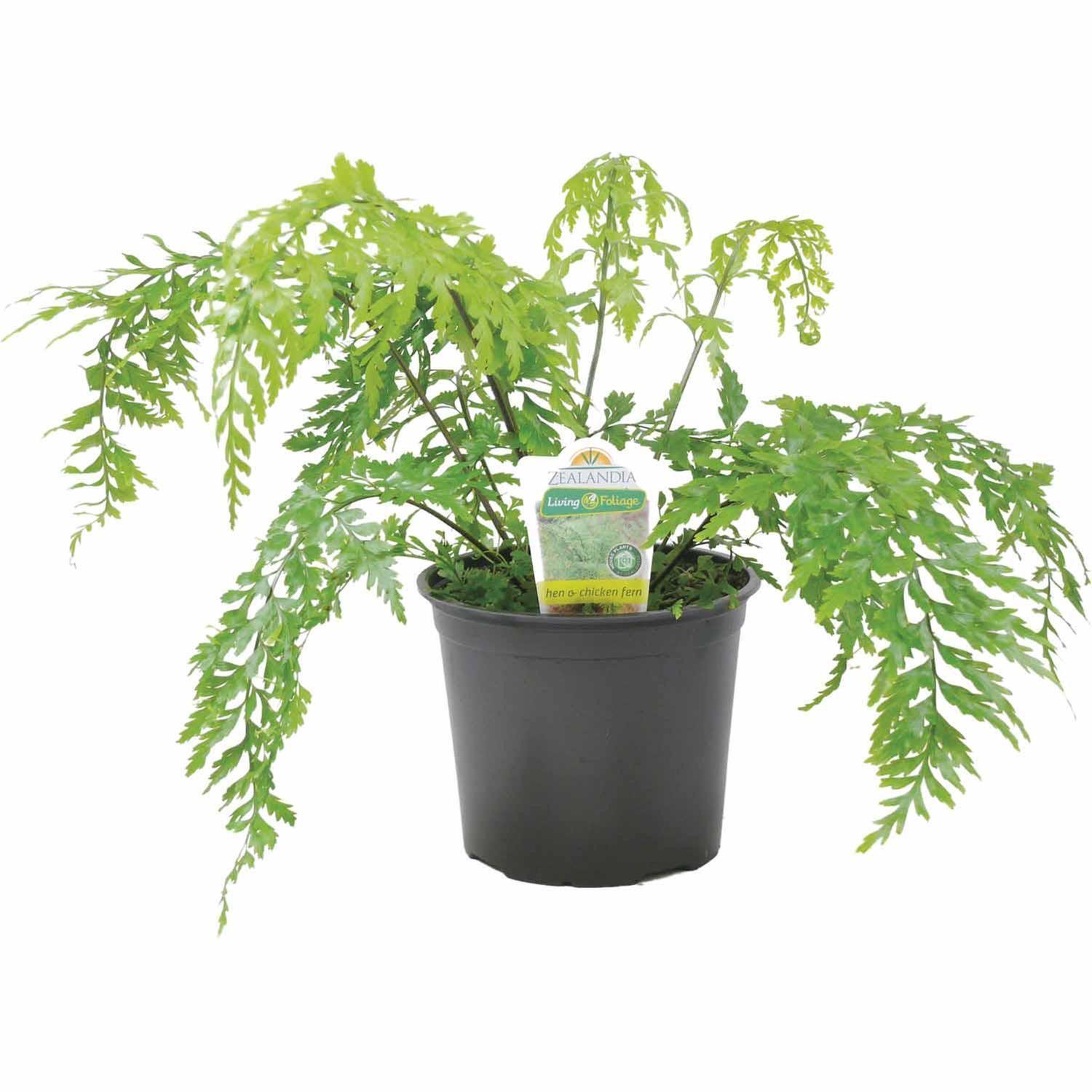 Asplenium Bulbiferium