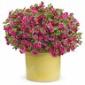 Calibrachoa Cherry Star