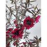 Leptospermum Crimson Glory