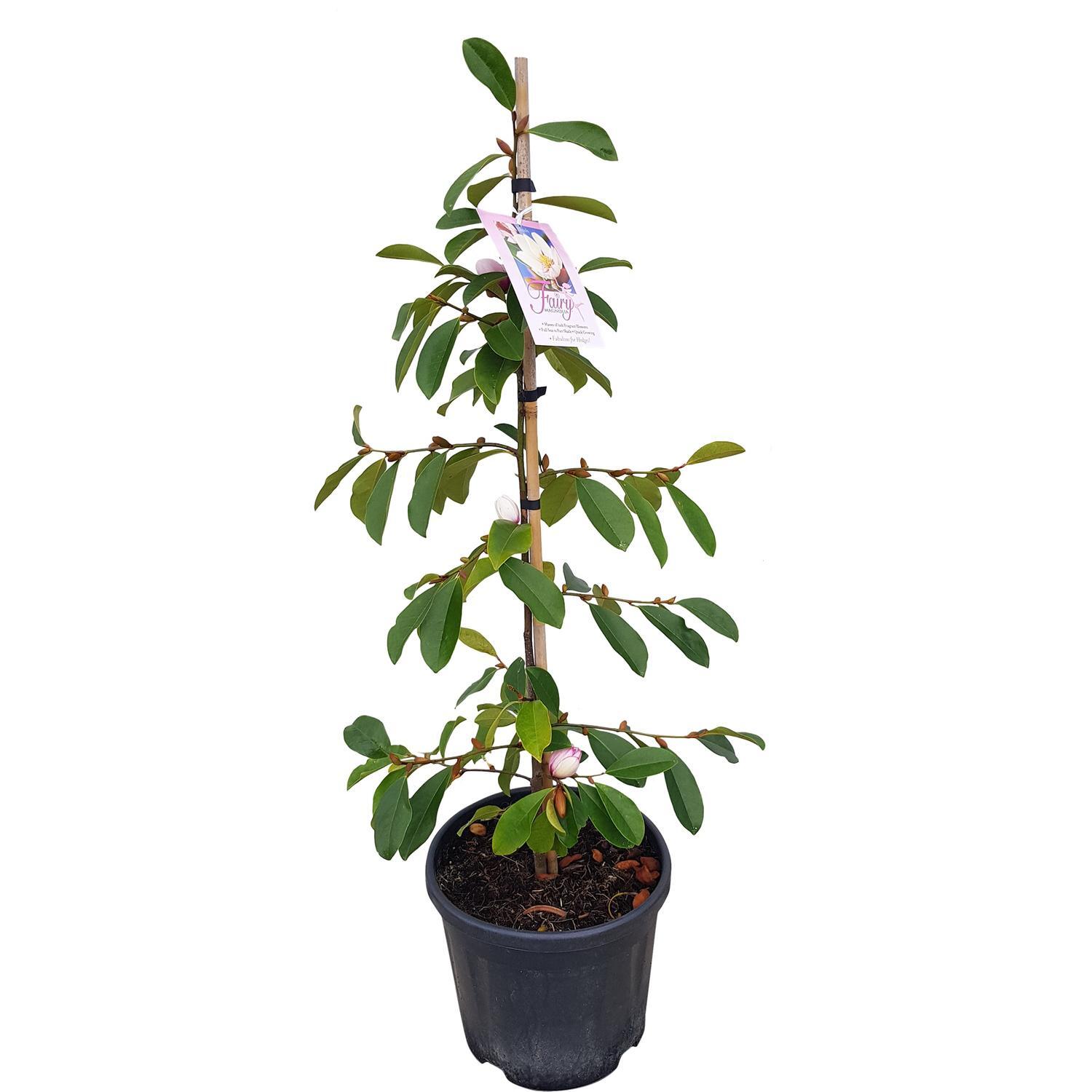 Michelia Fairy Blush
