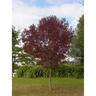 Fraxinus oxycarpa Raywoodii