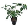 Vireya Scented Sun 3.3L