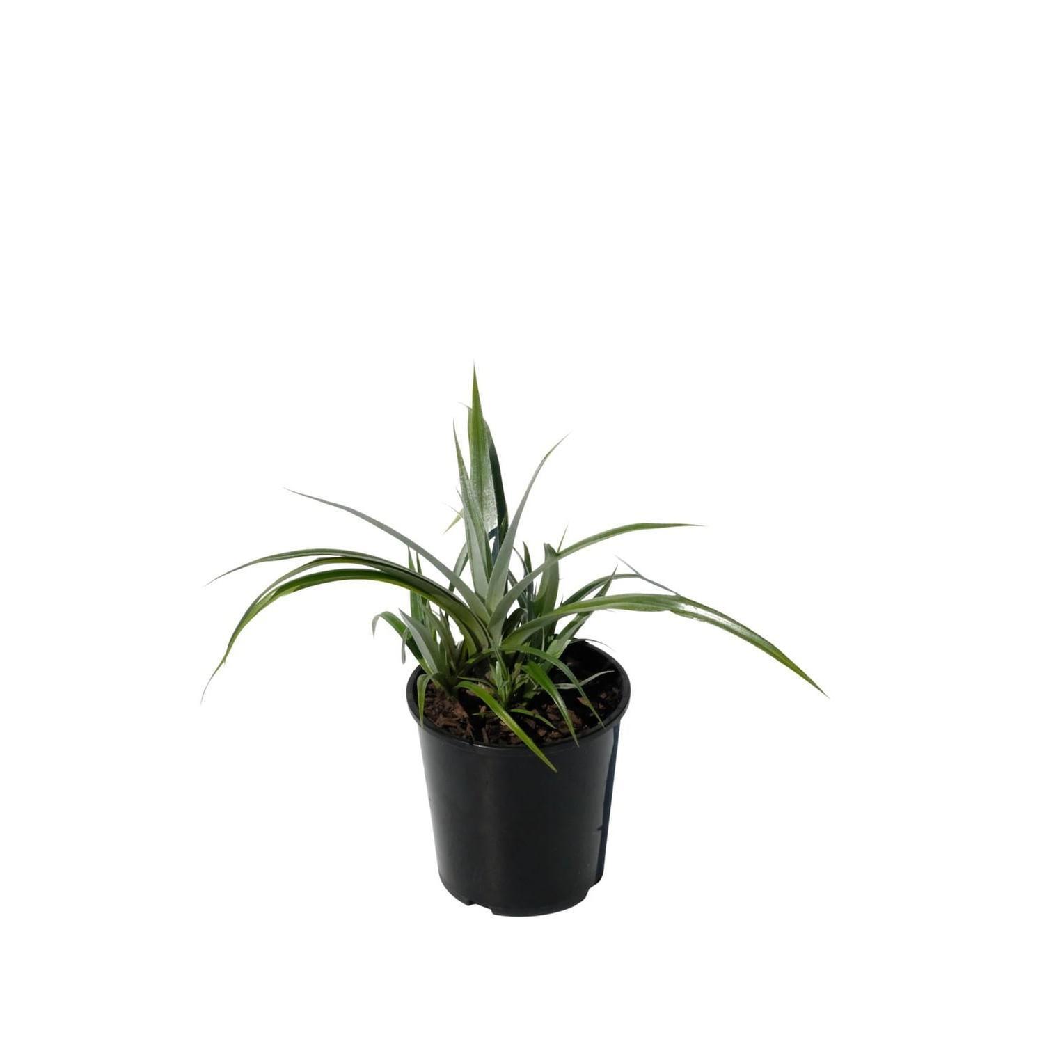 Astelia chathamica