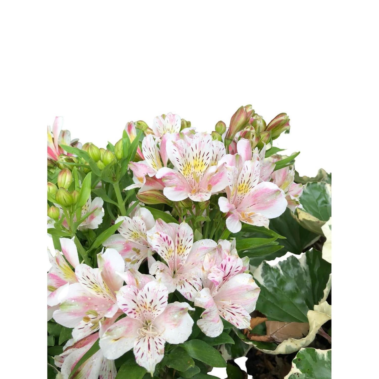 Alstroemeria Inca Vienna