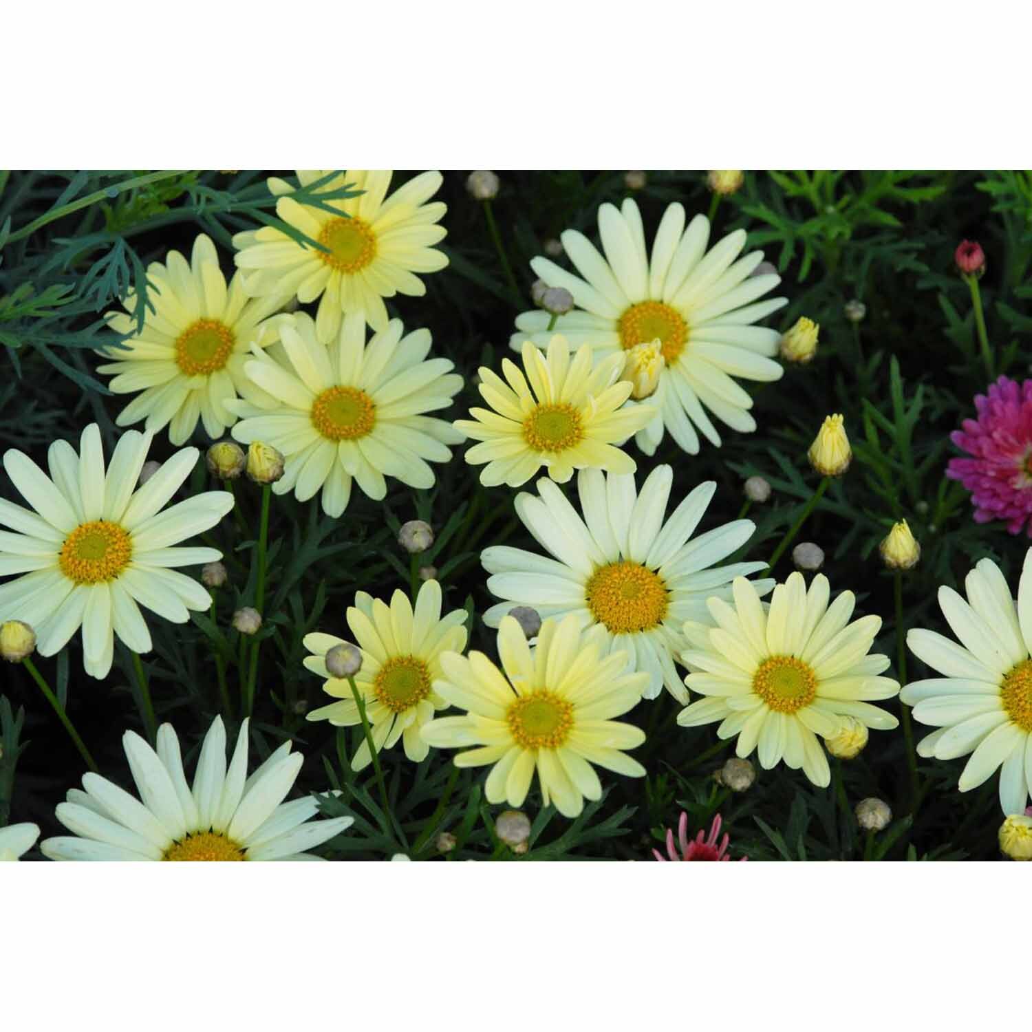 Federation Daisy Butterball