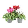 Cyclamen Metalis Heart Series