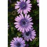 Osteospermum 3D
