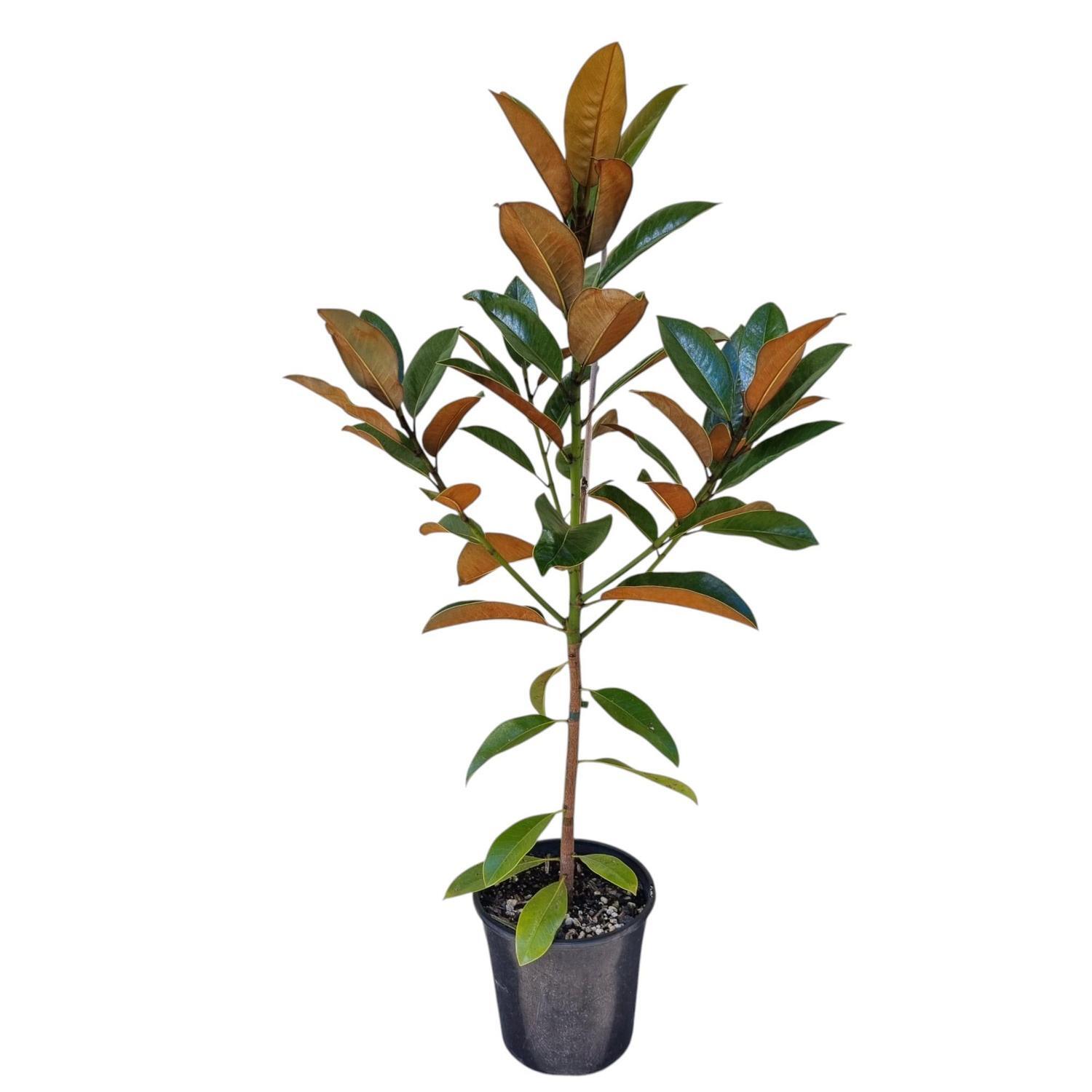 Magnolia Grand Ferruginea 4L