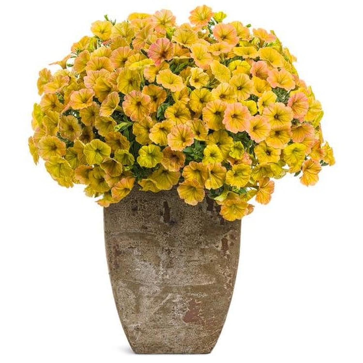 Petunia Honey