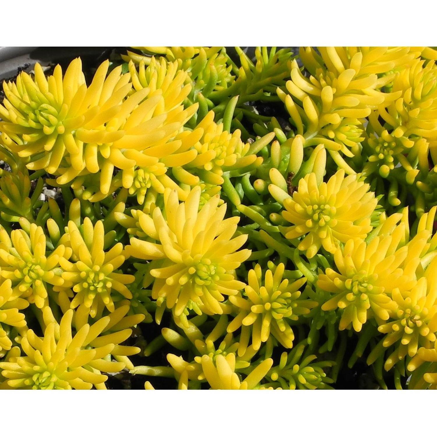 Sedum Angelina