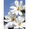 Magnolia Fairy White