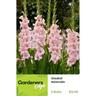 Gladioli Adrenalin Pack of 5