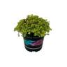 Sedum Makinoi Ogon