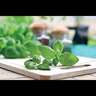 Basil Sweet Green