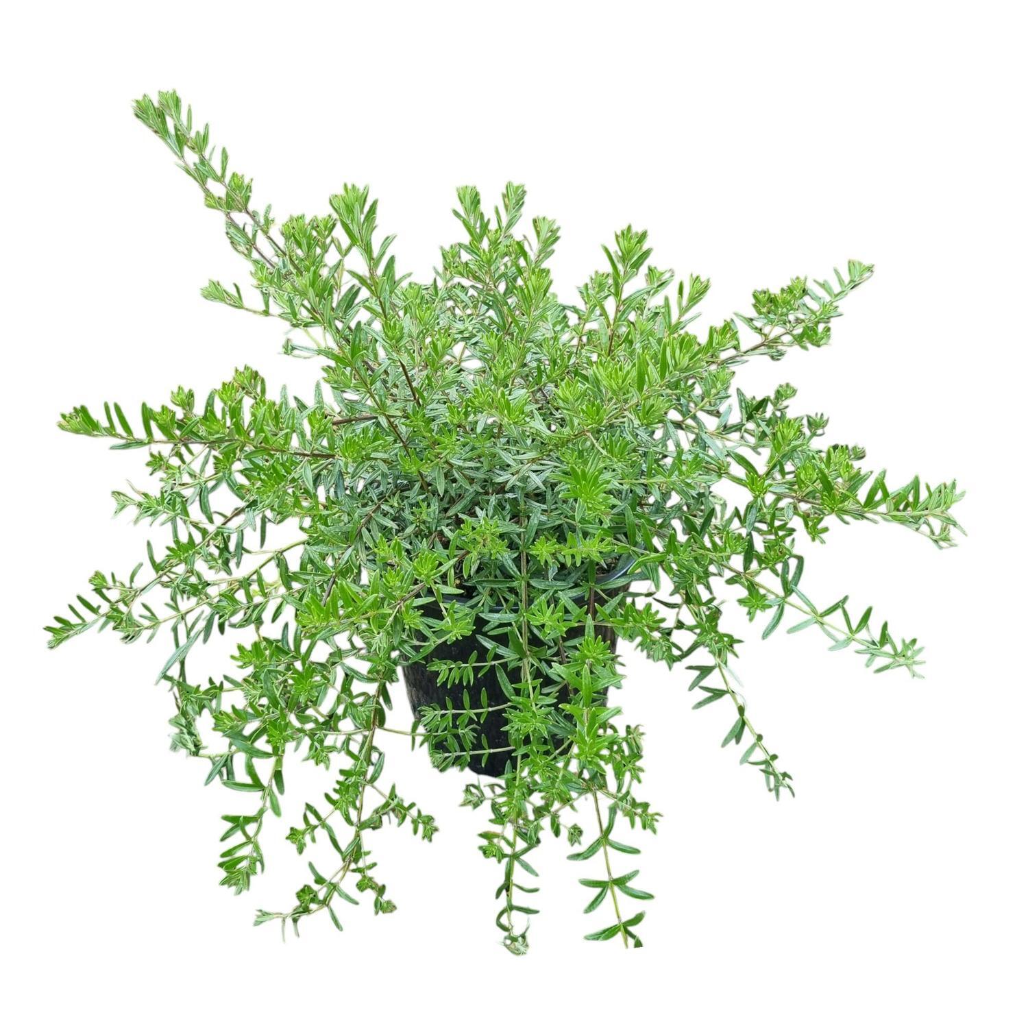 Westringia Mundi 4L