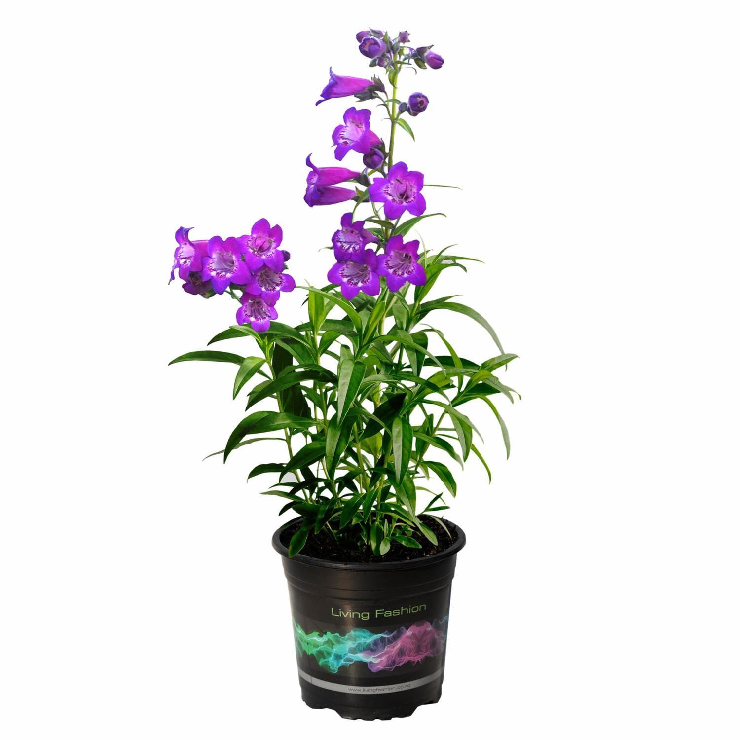 Penstemon Cha Cha Purple