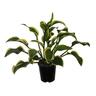 Hosta Queen Josephine