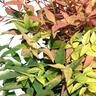 Nandina Gulfstream