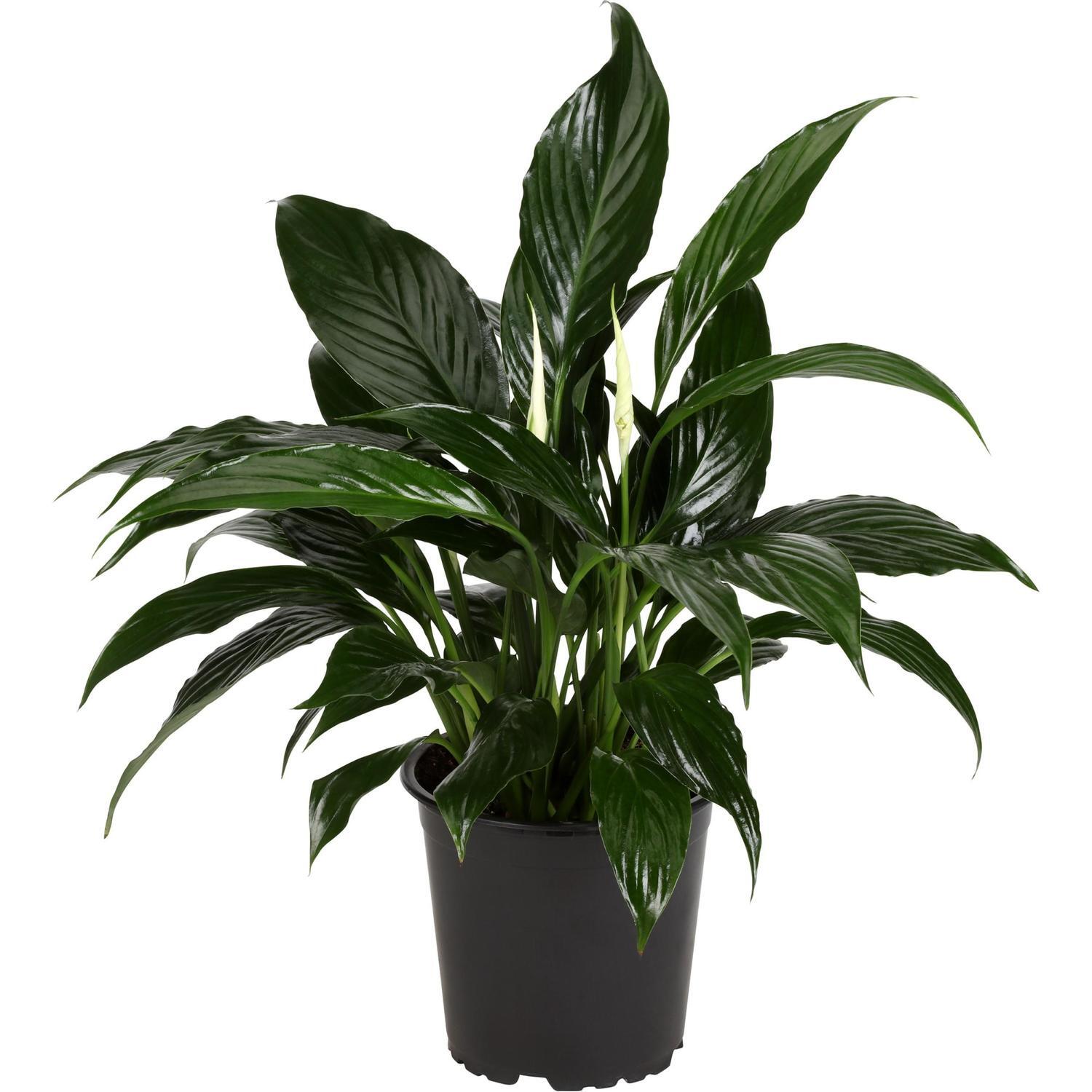 Spathiphyllum 'Peace Lily' Royal 12cm