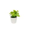 Syngonium Golden Allusion in Ceramic Pot