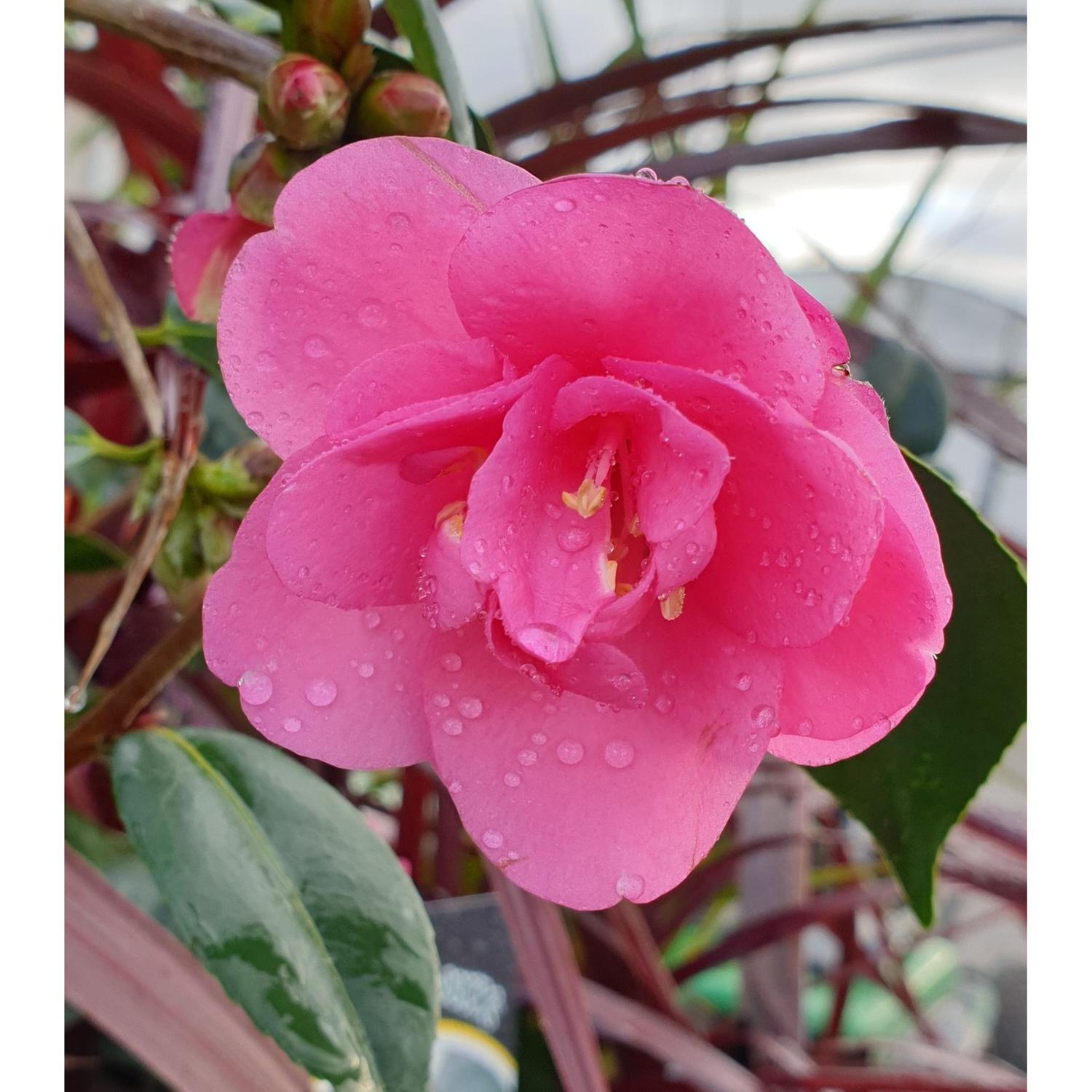 Camellia Gay Baby