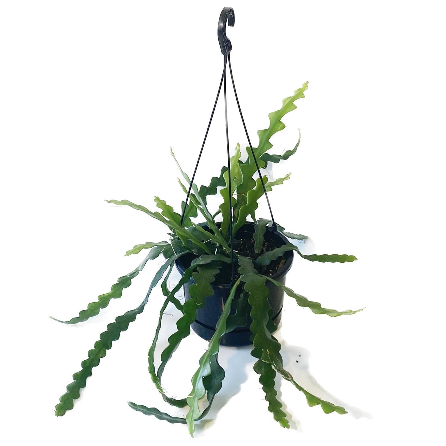 Cryptocereus Basket 17.5cm