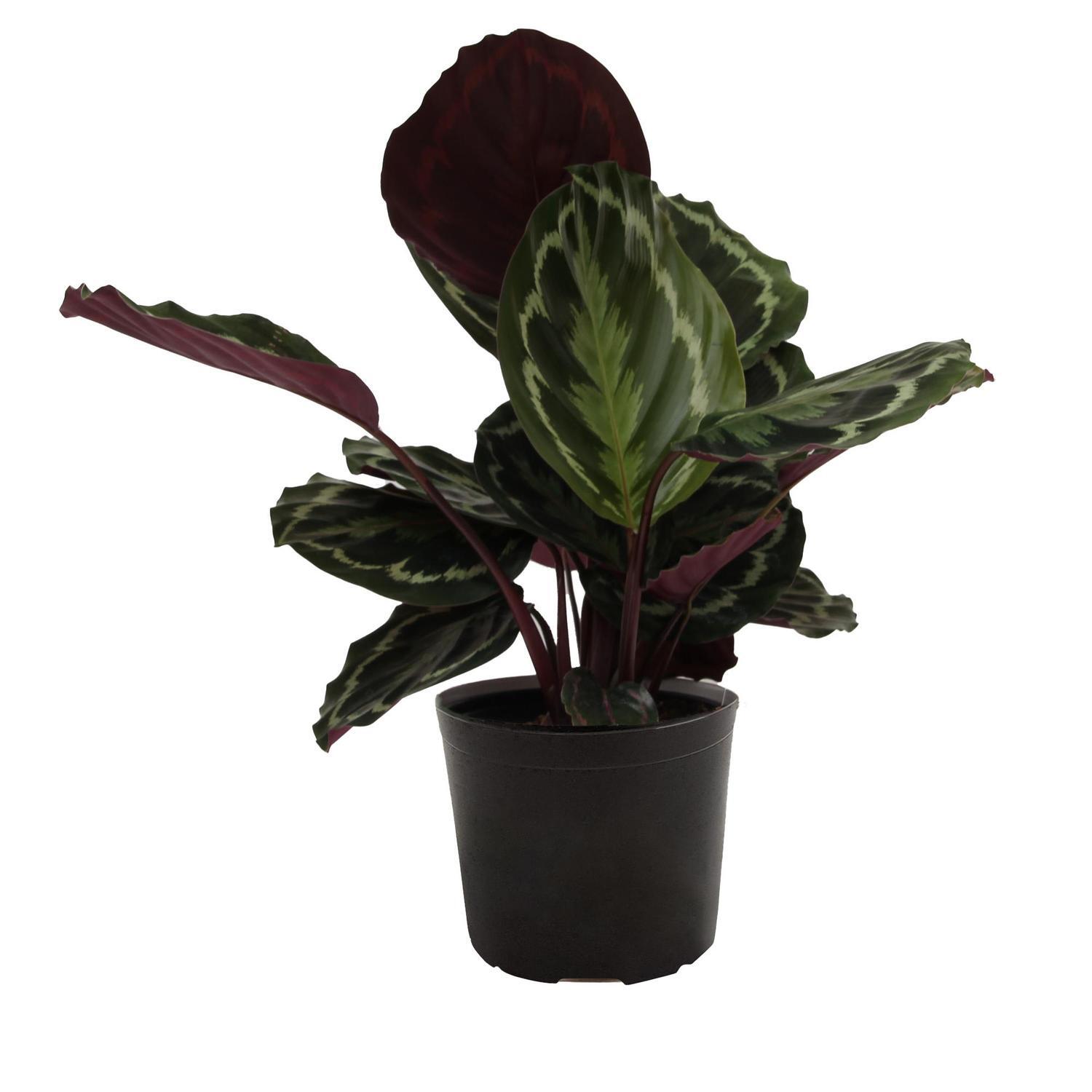 Calathea 'Medalion'