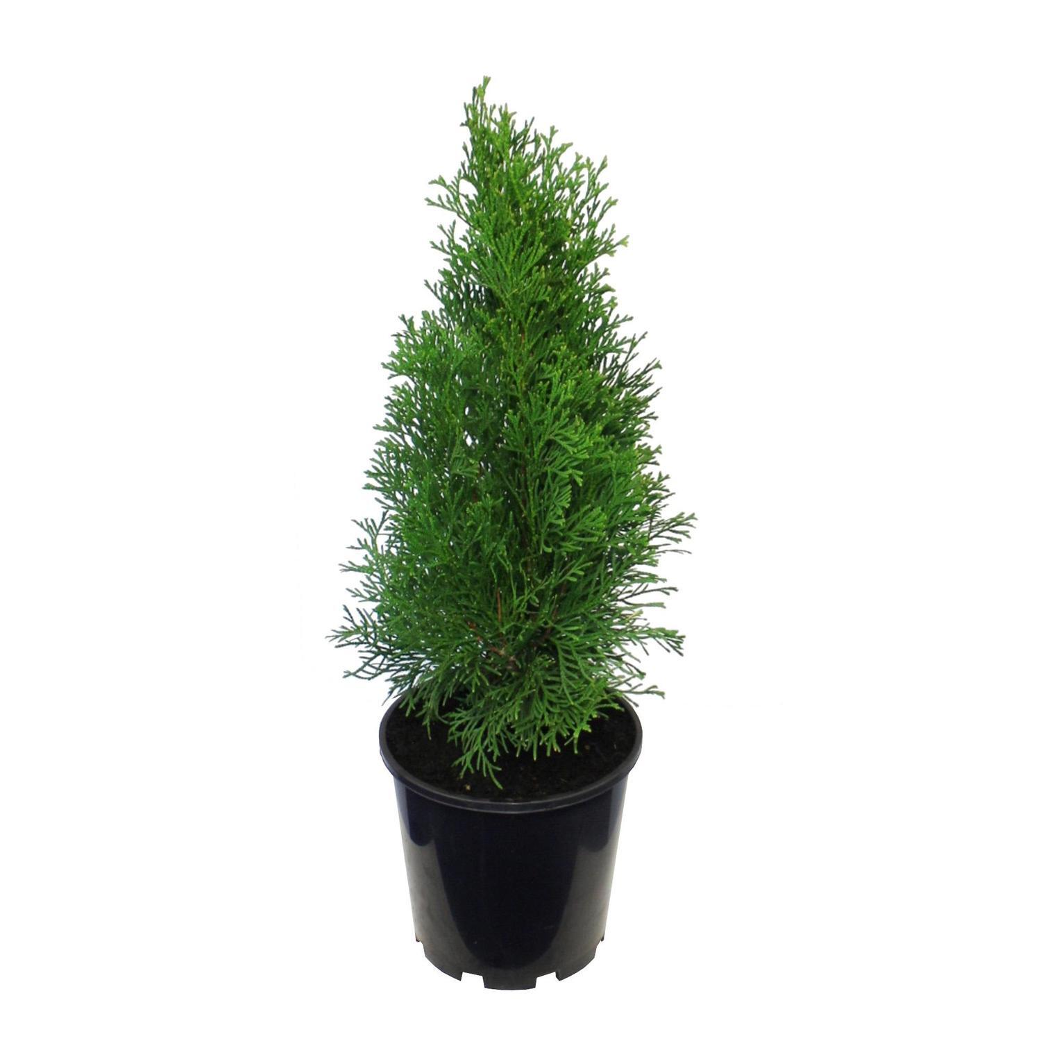 Thuja Smaragd