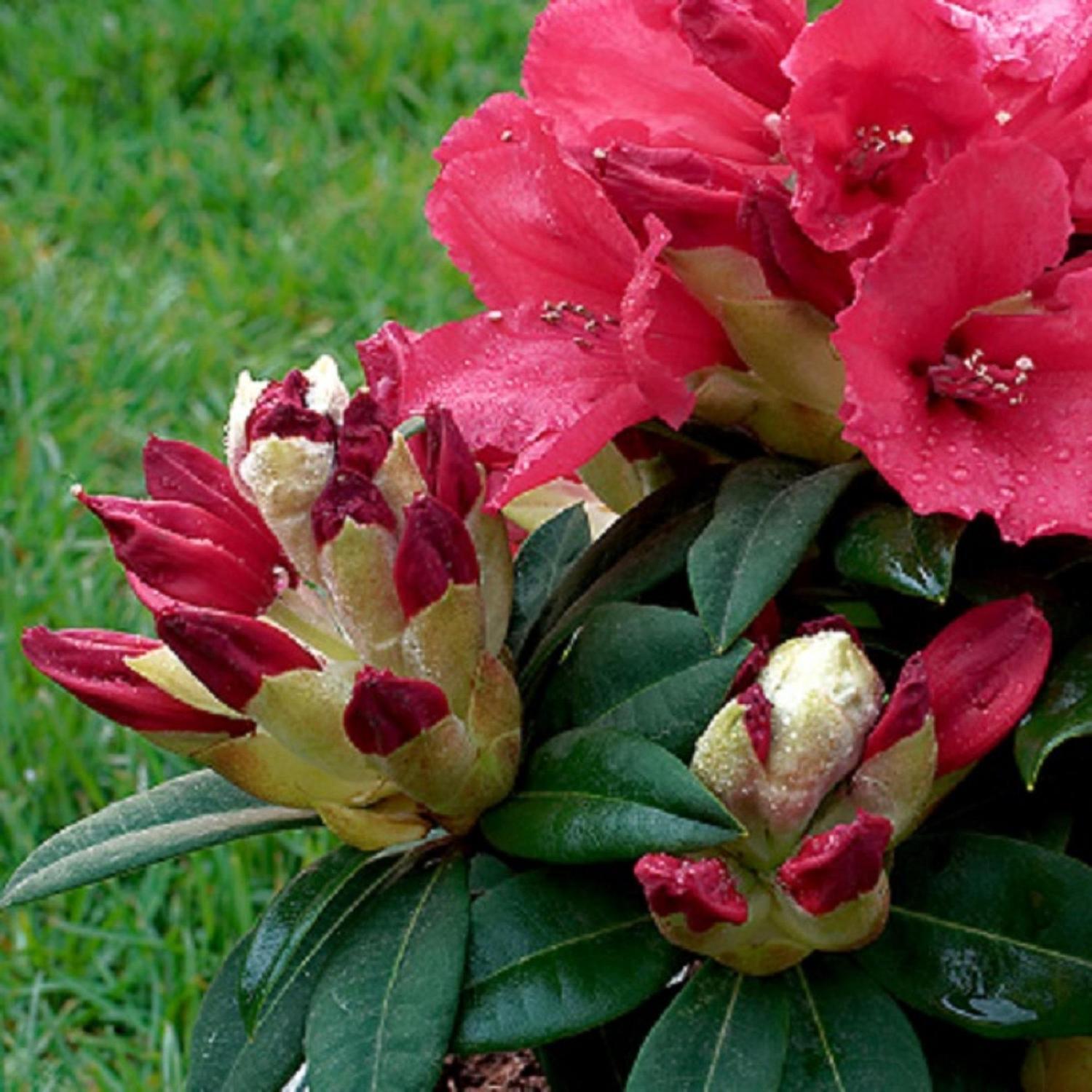Rhododendron Scarlet King