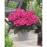 Hydrangea Tuxedo Pink