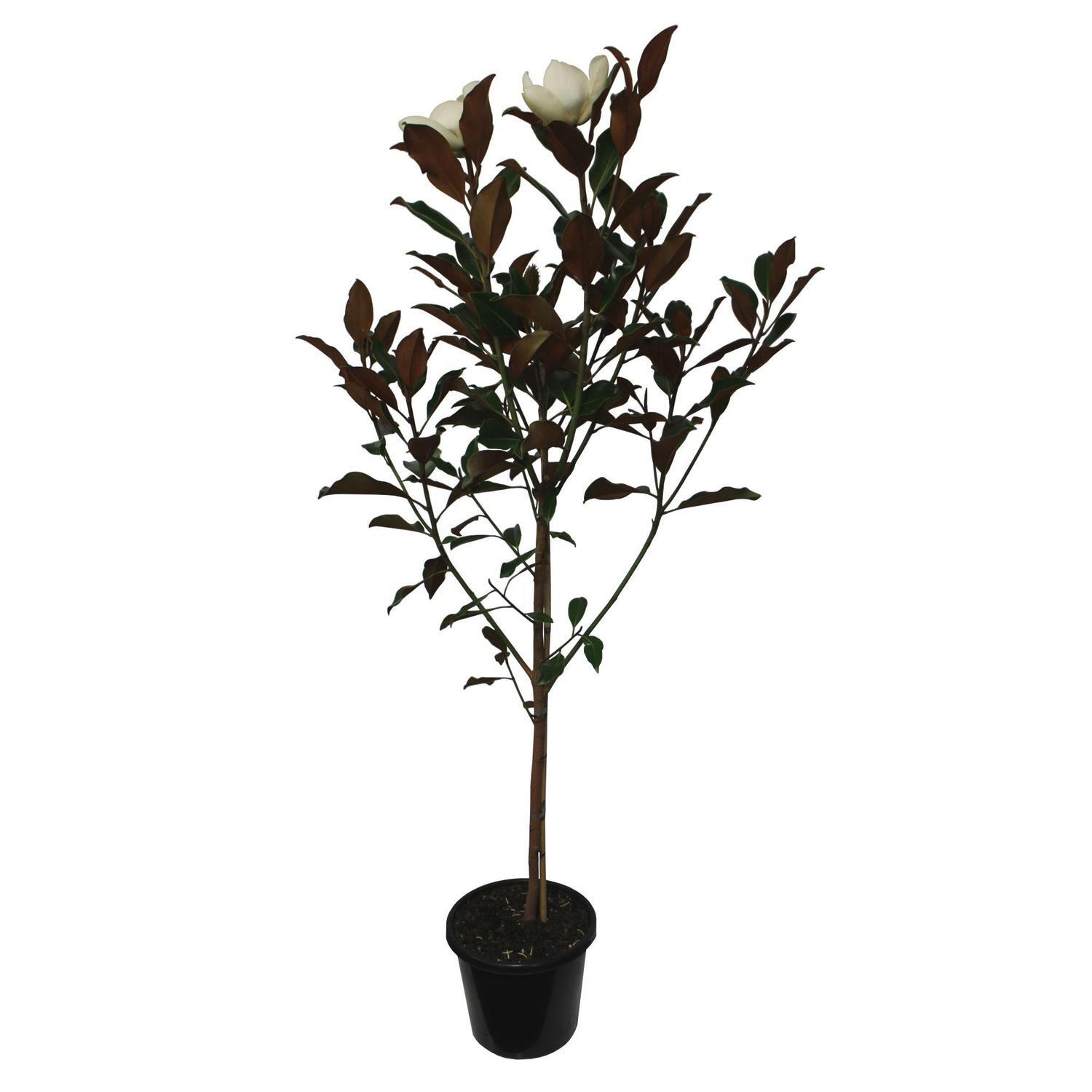 Magnolia Kay Parris