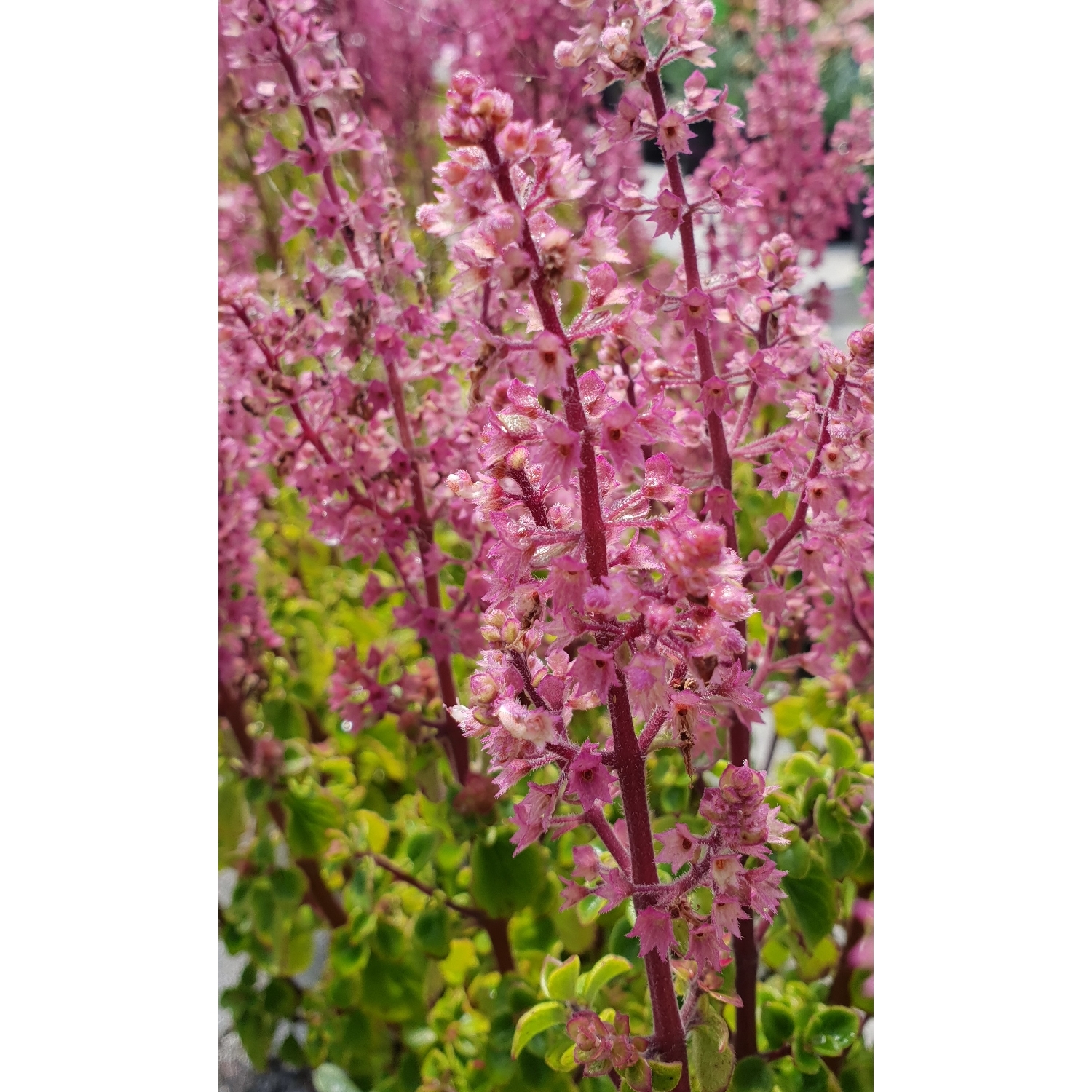 Hemizygia Mauve Magic