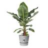 Plastic Pot with Saucer Grey 25cm