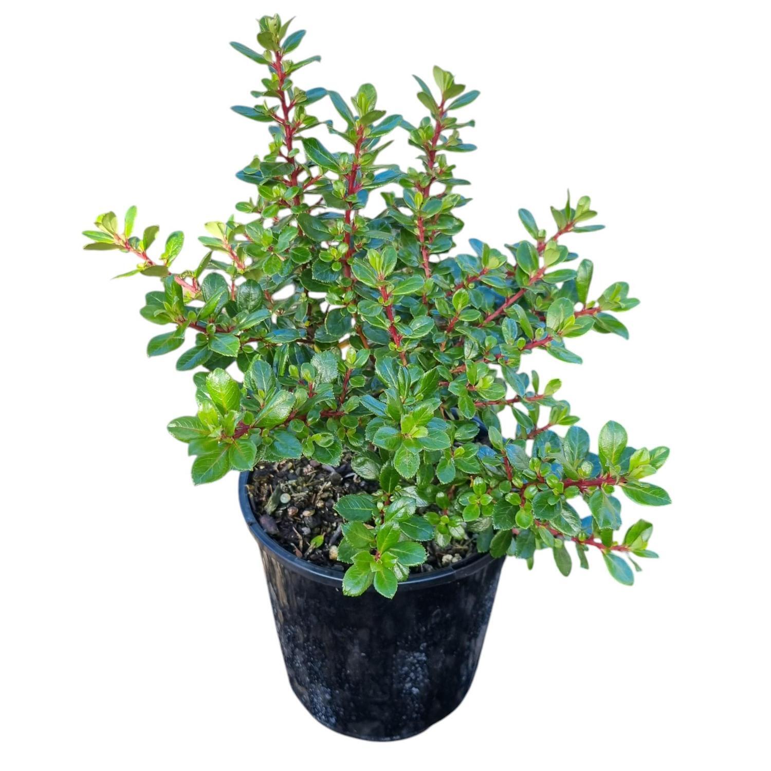 Escallonia Red Dream 2L