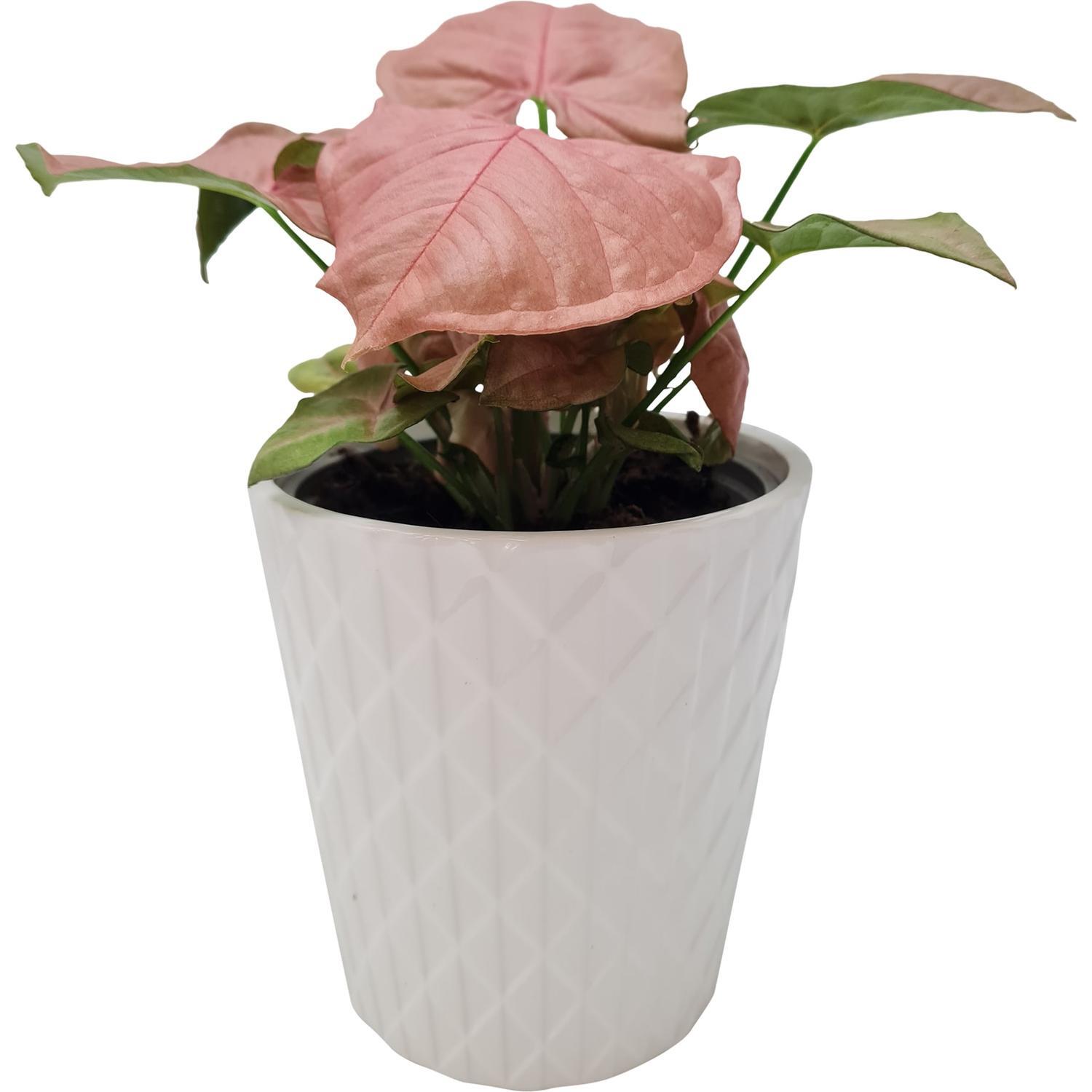 Syngonium Neon in Scarlett Ceramic Pot