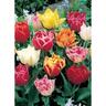 Tulip Peony Mix