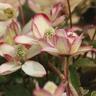 Clematis Pied Piper