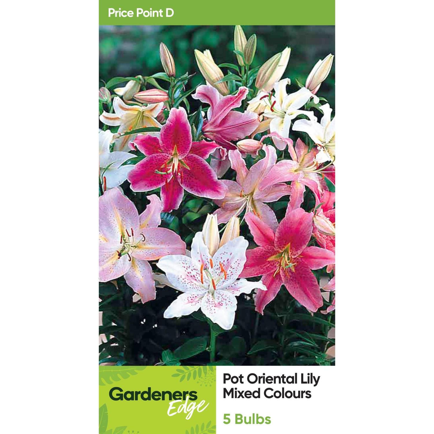 Lily La Oriental Pot Mixed 5 Pack