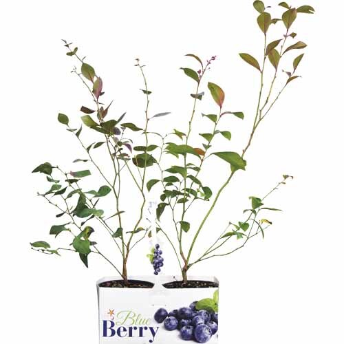Blueberry Twinpack