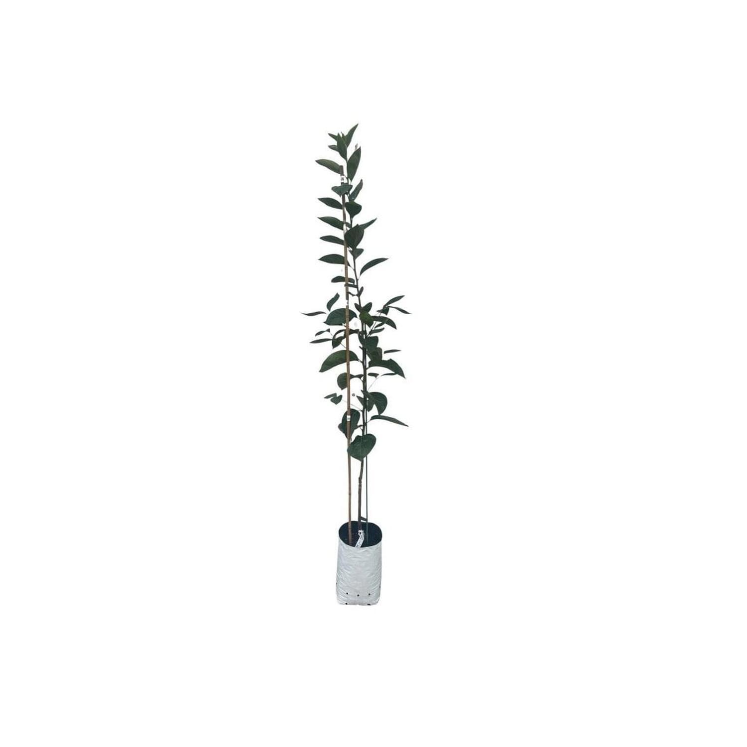Riversun Persimmon Fuyu Large Tree 1.2m H Minimum
